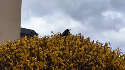 Swan1 Stock Footage 238473616