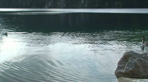 Swan2 Stock Footage 862881
