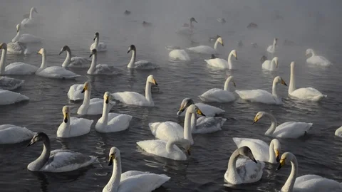 Swan2 Stock Footage 103090722
