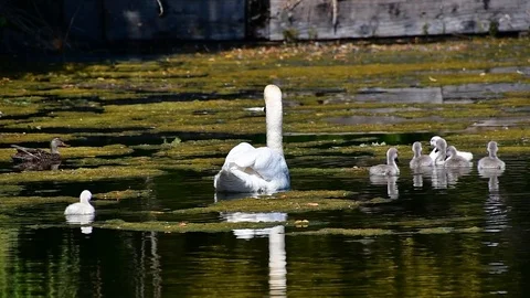 Swan2 Stock Footage 110627325
