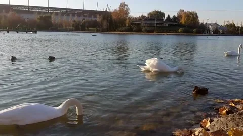 Swan2 Stock Footage 143962911