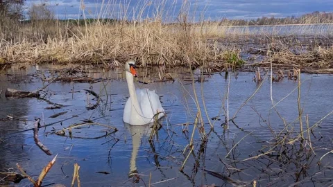 Swan2 Stock Footage 182421443
