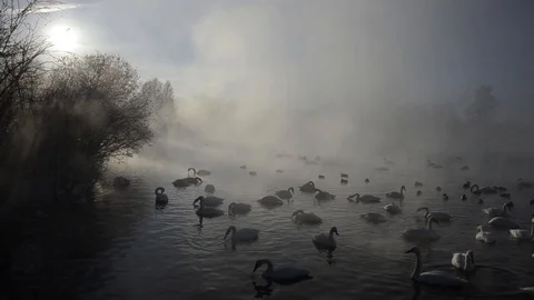 Swan3 Stock Footage 103090738