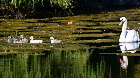 Swan3 Stock Footage 110627385