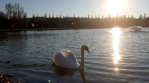 Swan3 Stock Footage 143962889