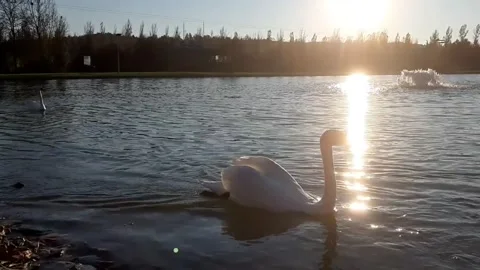 Swan4 Stock Footage 143962914