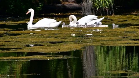 Swan5 Stock Footage 110627215