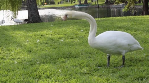 Swan_002 Stock Footage 8550866
