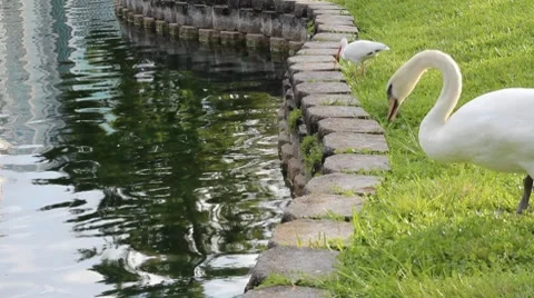 Swan_003 Stock Footage 8550898