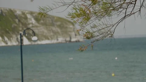 Swanage, cross focus, cliff to tree 2 스톡 동영상 137925482