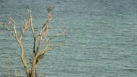 Swanage sea view with small tree in view 库存影片 137922242