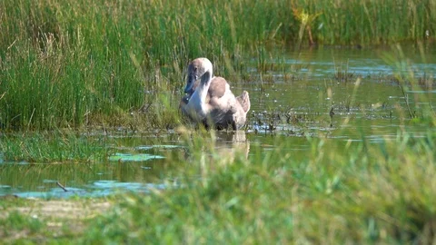 Swan(Cygnus olor) by the lake in summer Stock Footage 122014352