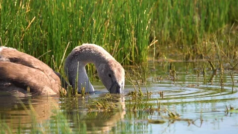 Swan(Cygnus olor) by the lake in summer Stock Footage 122014704