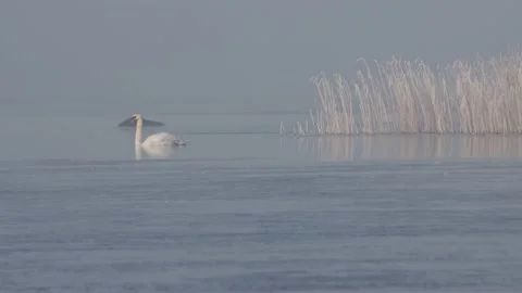 Swanfrozenready Stock Footage 168226021