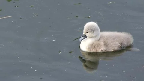 Swanling Stock Photos
