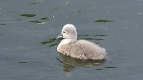 Swanling Stock Photos