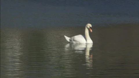 SwanMS.mov Stock Footage 435665