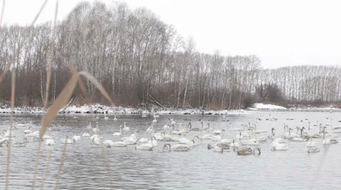 Swans 001 動画素材 36079692