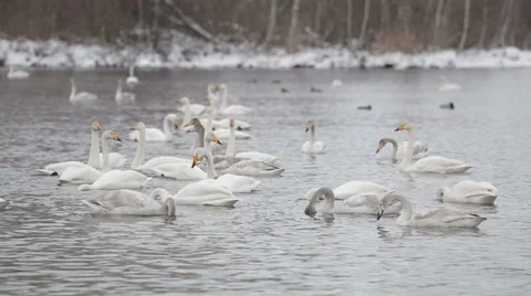 Swans 002 動画素材 36079723