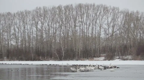 Swans 004 動画素材 36079735