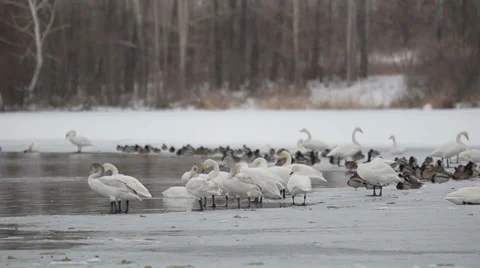 Swans 005 動画素材 36079662