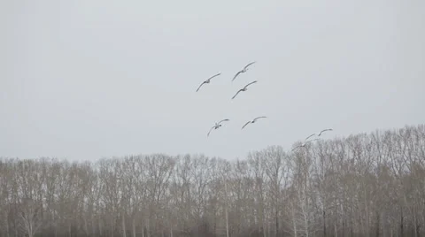 Swans 007 動画素材 36079669