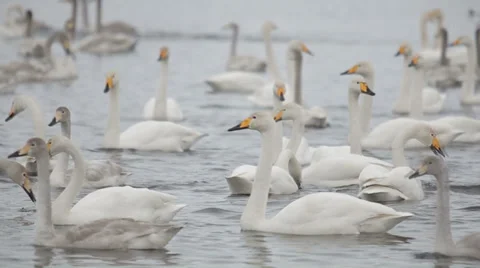 Swans 008 動画素材 36079715