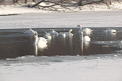 Swans 01 Video stock 92245