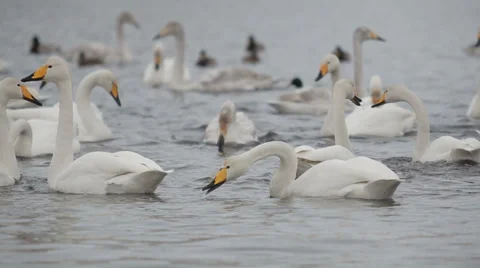 Swans 010 動画素材 36079651