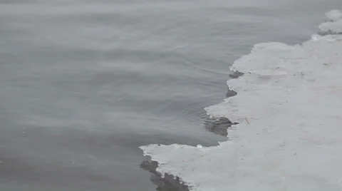 Swans 012 動画素材 36079685