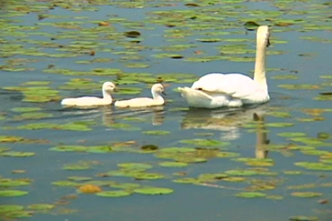  Swans 02 動画素材 77651