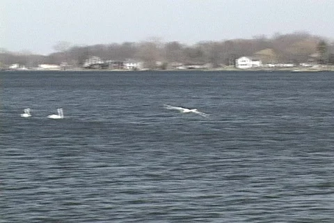 Swans 05 Video stock 115966
