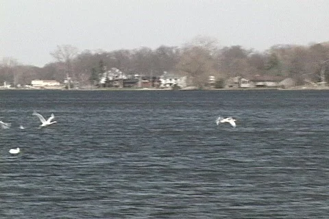 Swans 06 Video stock 113963