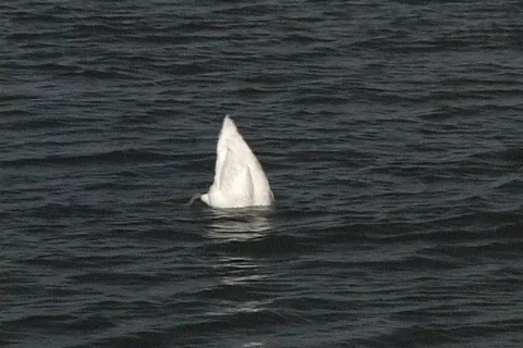 Swans 07 動画素材 113964