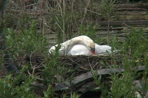 Swans 09 動画素材 119360