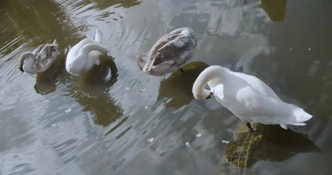 Swans 1 | 4k 動画素材 144051972