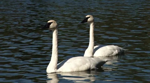 Swans 1 Stock Footage 8561891