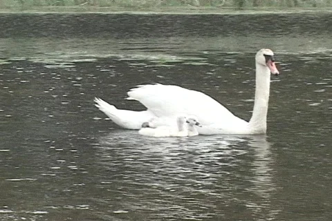 Swans 11 Stock Footage 127793