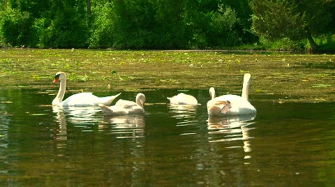 Swans 12 Stock Footage 475209