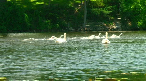 Swans 13 Video stock 475246