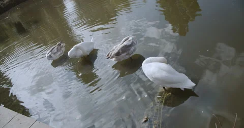 Swans 2 | 4k Stock Footage