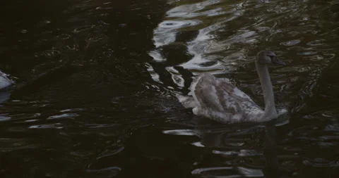 Swans 3 | 4k 動画素材 144050573