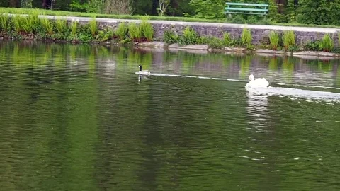 Swans 3 Stock Footage 75719559