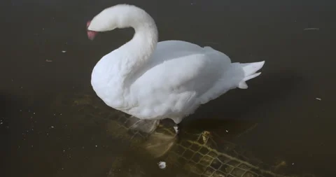 Swans 4 |  4k Stock Footage 144049771