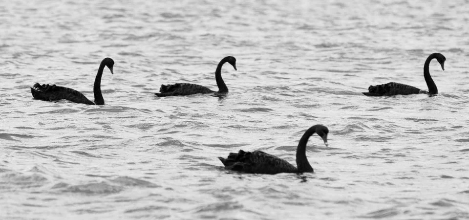 Swans-4 Foto stock