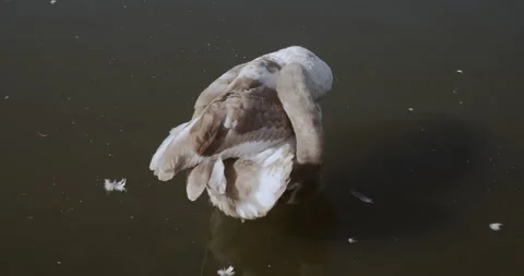 Swans 5 | 4k Stock Footage 144049603