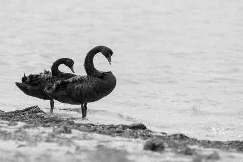 Swans-6 Foto stock