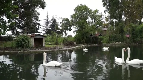 Swans afloat Stock Footage 55049143