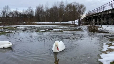 Swans in the afternoon Stock Footage 228902218