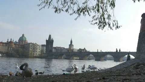 Swans and Charles Bridge View Stock Footage 82696166